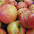 A close-up of smooth-skinned red and yellow apples piled together—these flavorful fruits are often grown on disease-resistant varieties like the Apple Tree - Honeycrisp - 7 Gallon from Pickup & Local Delivery Only.