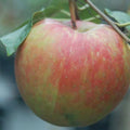 A close-up of the Apple Tree - Royal Gala - 7 Gallon by Pickup & Local Delivery Only shows a crisp, red and green apple on the branch with leaves, highlighting its balanced flavor profile.