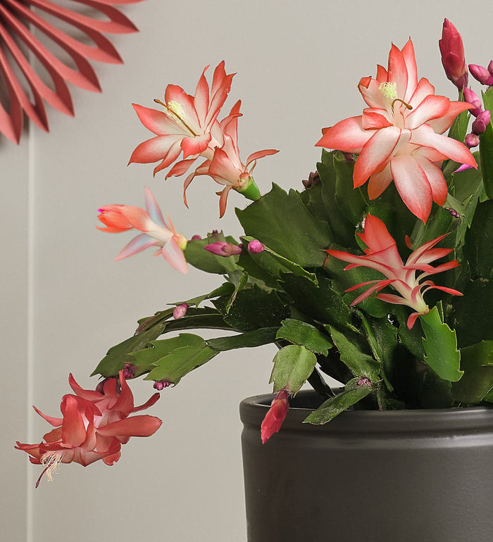 Apricot Christmas Cactus