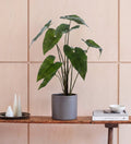Artificial Alocasia Zebrina
