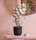 Bamboo Orchid White in Self-watering Pot