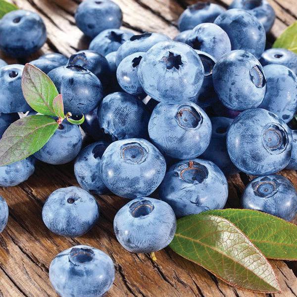 The Blueberry - Blue Crop - 2 Gallon from Pickup & Local Delivery Only sits fresh with green leaves on a rustic wooden surface, ideal for a fruitful home orchard blueberry harvest.
