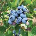 A cluster of Jersey Blueberry - 2 Gallon by Pickup & Local Delivery Only grows on a bush with green leaves. Ripe berries are deep blue and perfect for eating fresh, while unripe ones appear pale green to light pink.