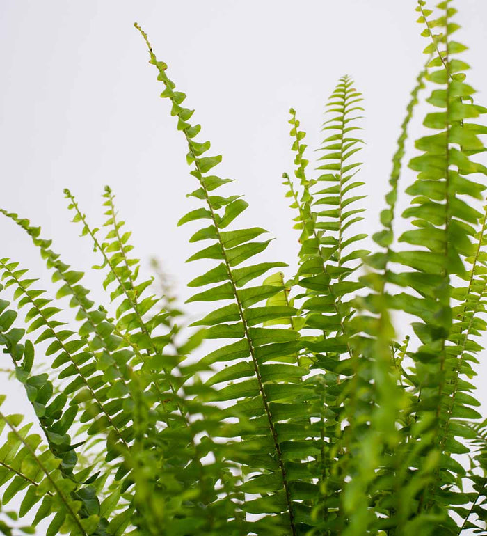 Boston Fern