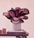 Calathea Rosy