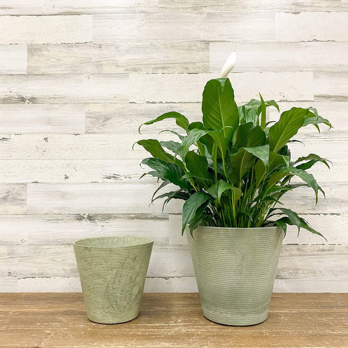 Cali Pot - Mint - 10-inch - Hicks Nurseries
