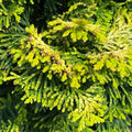 Chamacyparis - Dwarf Golden Hinoki - 3 gallon - Hicks Nurseries
