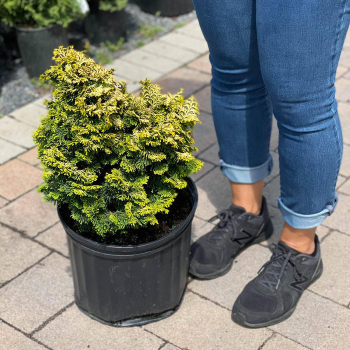 Chamacyparis - Dwarf Golden Hinoki - 3 gallon - Hicks Nurseries