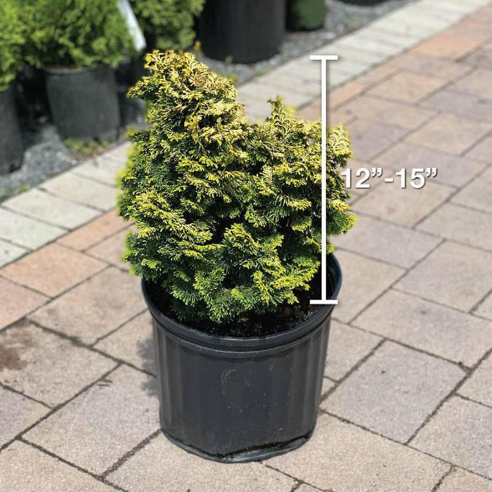 Chamacyparis - Dwarf Golden Hinoki - 3 gallon - Hicks Nurseries