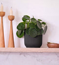 Chinese Money Plant in Self-watering Pot