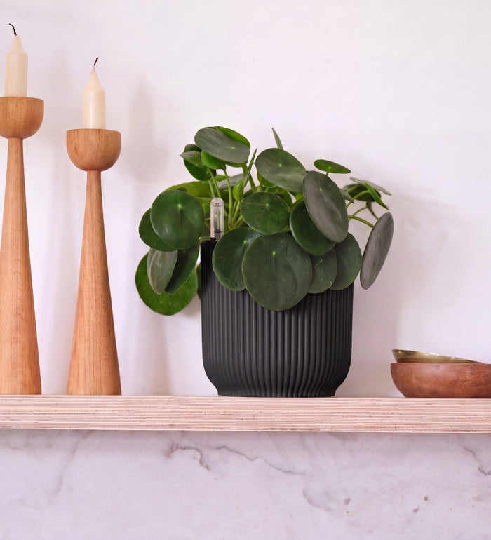 Chinese Money Plant in Self-watering Pot