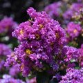 Crape Myrtle - Purple Magic - 3 gallon - Hicks Nurseries