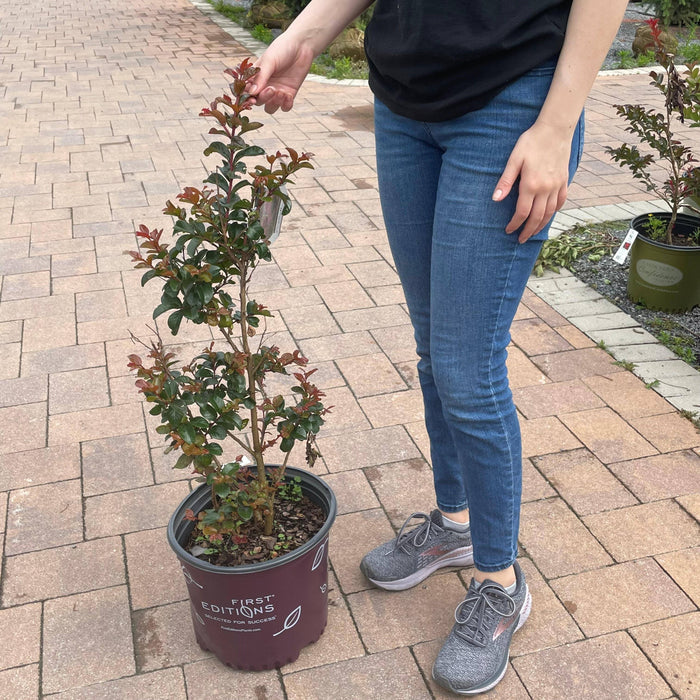 Crape Myrtle - Purple Magic - 3 gallon - Hicks Nurseries