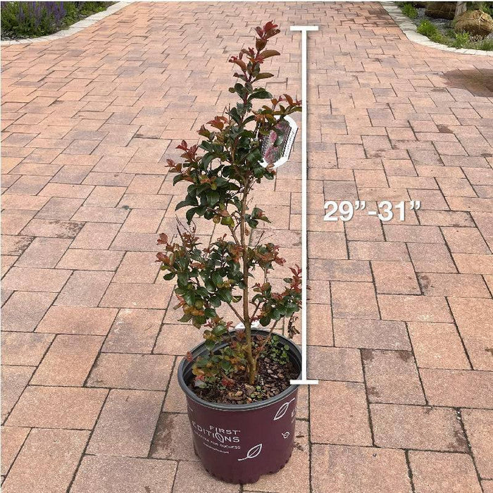 Crape Myrtle - Purple Magic - 3 gallon - Hicks Nurseries