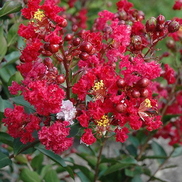 Crape Myrtle - Red Rooster - 3 gallon - Hicks Nurseries
