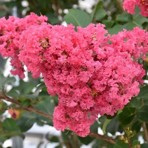 Crape Myrtle - Tuscarora - 15 gallon - Hicks Nurseries