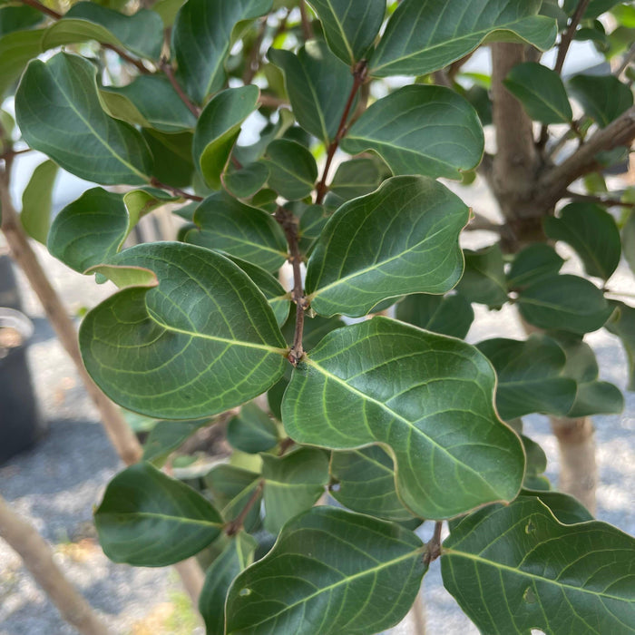 Crape Myrtle - Tuscarora - 15 gallon - Hicks Nurseries