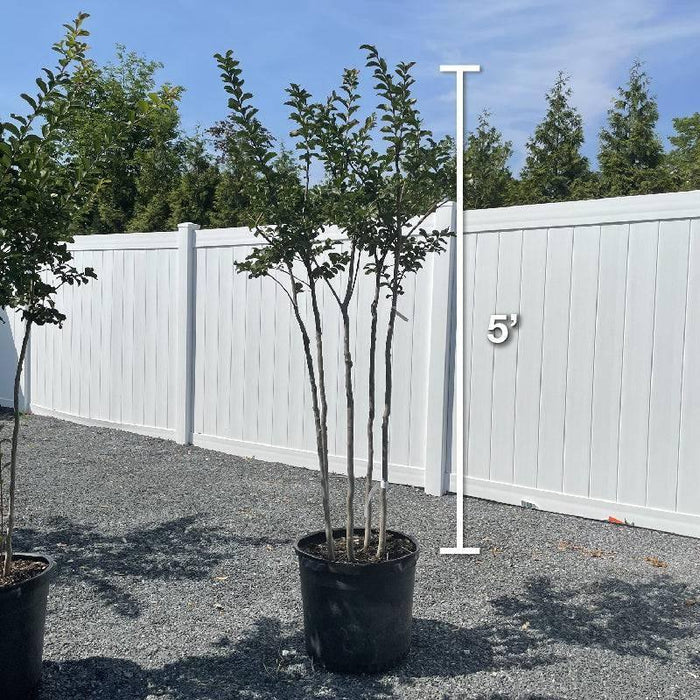Crape Myrtle - Tuscarora - 15 gallon - Hicks Nurseries