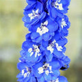Delphinium - Blue Bird - 2 gallon - Hicks Nurseries