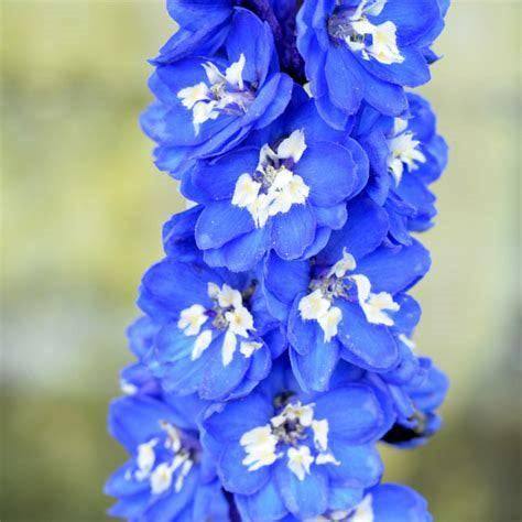 Delphinium - Blue Bird - 2 gallon - Hicks Nurseries