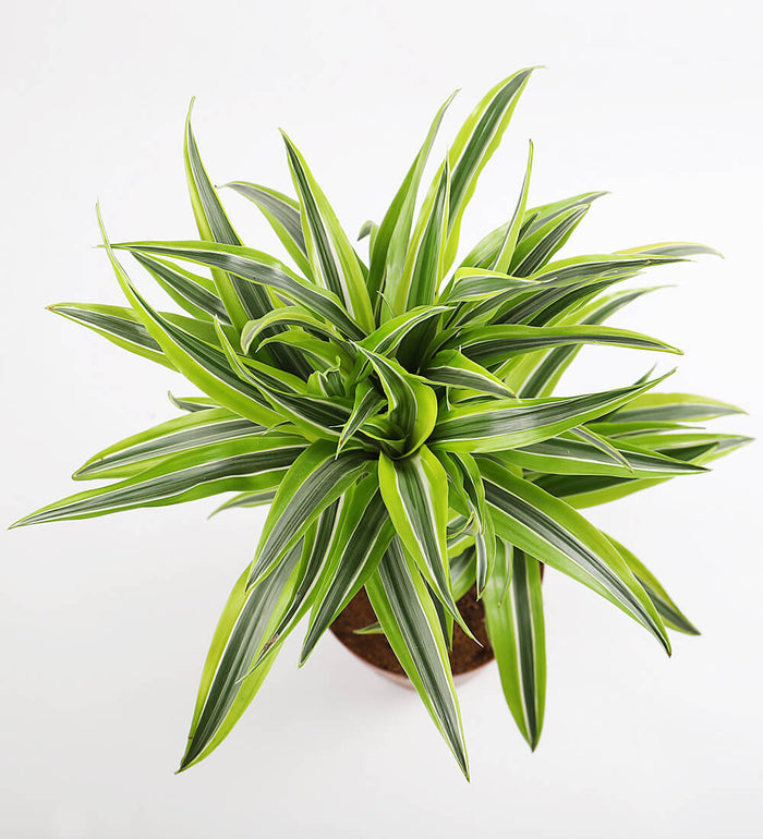 Dracaena Lemon & Lime