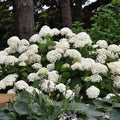 The Hydrangea - Annabelle - 5 gallon by Pickup & Local Delivery Only features large white flower clusters and lush green foliage, perfect for shaded gardens and versatile landscaping.