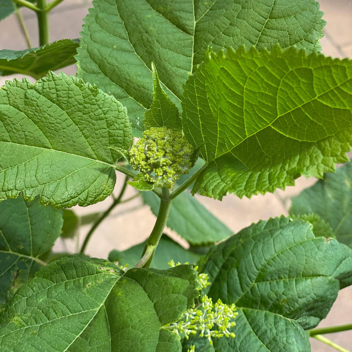 Close-up of bright green serrated leaves and small flower buds on the Hydrangea - Annabelle - 5 gallon by Pickup & Local Delivery Only, known for its large white blooms, with a blurred background.