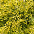 Juniper - Saybrook Gold - 3 gallon - Hicks Nurseries
