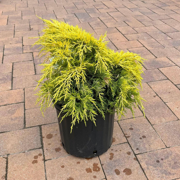 Juniper - Saybrook Gold - 3 gallon - Hicks Nurseries
