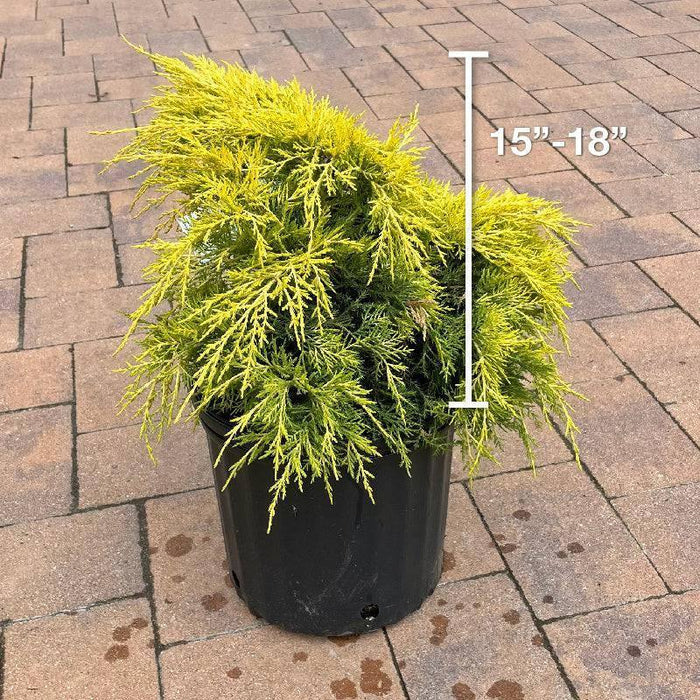 Juniper - Saybrook Gold - 3 gallon - Hicks Nurseries
