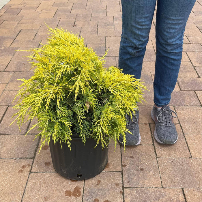 Juniper - Saybrook Gold - 3 gallon - Hicks Nurseries