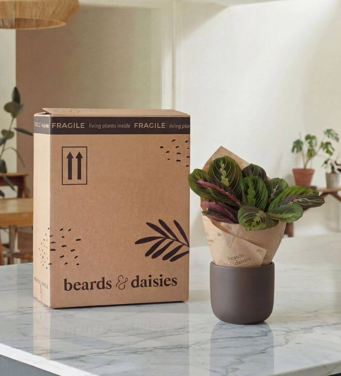 Kubo Ceramic Planter Cream (15cm)