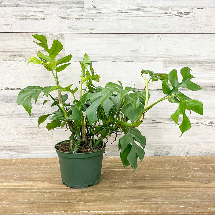 Mini Monstera - 6-inch Pot - Hicks Nurseries