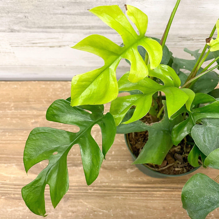 Mini Monstera - 6-inch Pot - Hicks Nurseries