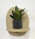 Mini Snake Plant & Pot