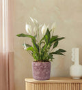 Peace lily & pot