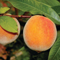 Two ripe July Elberta peaches from Pickup & Local Delivery Only, in a 7-gallon pot, hang from a tree branch with green leaves during the summer harvest.