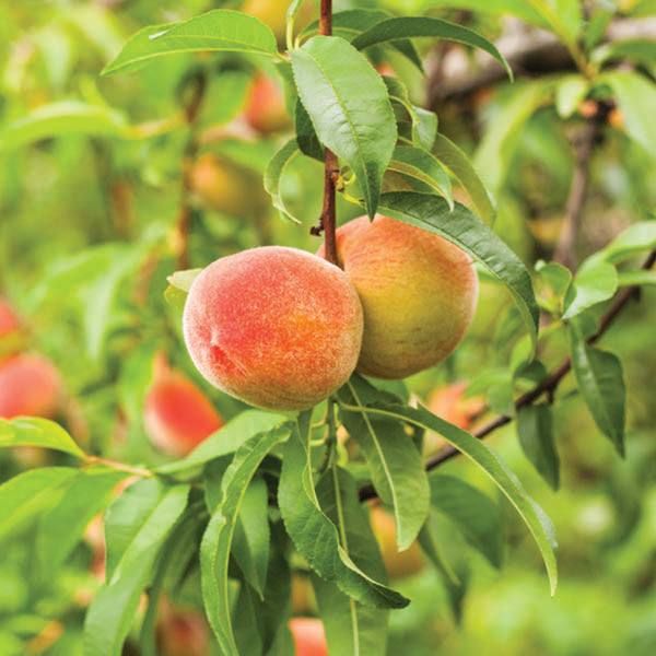 Two ripe freestone peaches hang from a Reliance Peach - 7 Gallon (Pickup & Local Delivery Only) tree, surrounded by green leaves. This cold-hardy variety thrives in cooler climates, with more fruit and foliage blurred in the background.