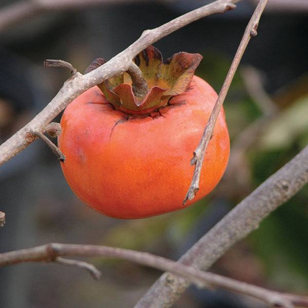 A seedless orange persimmon fruit hangs from a bare branch of the Persimmon - Jiro - 7 Gallon tree (Pickup & Local Delivery Only), surrounded by thin twigs with a blurred green background.