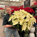 Poinsettia - White Flowers - 10-inch pot - Hicks Nurseries