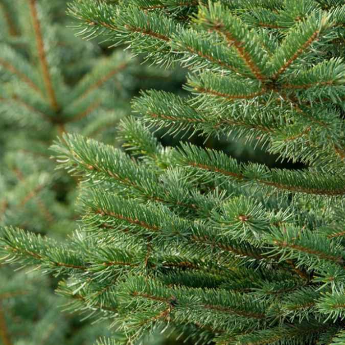 Close-up of dense green needles and brown stems on a Premium Balsam Fir Real Christmas Tree (5–6 ft.), Available for Pick-up & Delivery—lush foliage makes it a perfect, fresh-cut centerpiece for your holiday home.