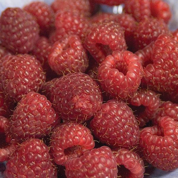 A close-up of vibrant, dark red Heritage Red Raspberry berries from Pickup & Local Delivery Only, 2 Gallon size, highlighting their ripe color and textured surface.