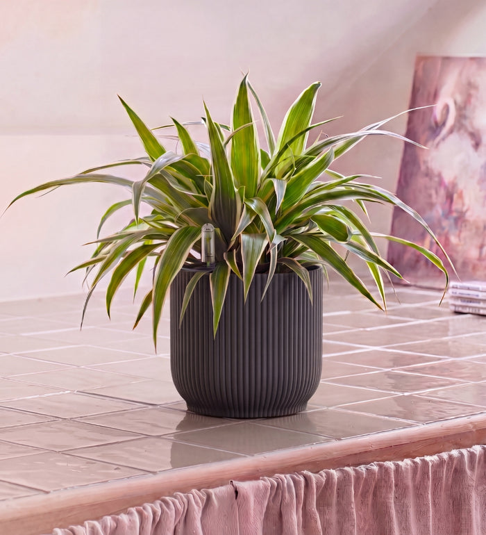 Spider Plant in Self-watering Pot