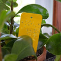 A Summit Houseplant Sticky Trap from All Delivery Options, covered with small insects, is placed in the soil of a potted houseplant with broad green leaves.