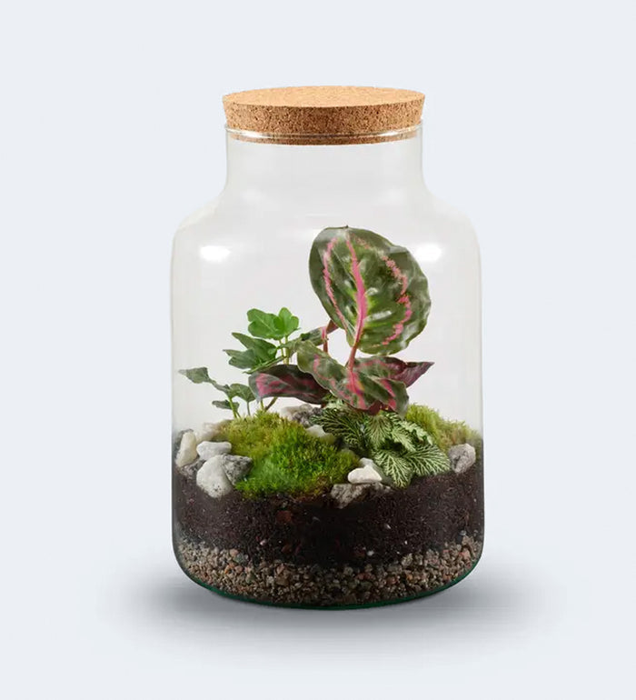 Terrarium Kit