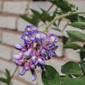 A close-up of fragrant Wisteria Blue Moon blooms with green leaves against a blurred brick wall—ideal for enhancing arbors and pergolas. Available in 5-gallon size from Pickup & Local Delivery Only.