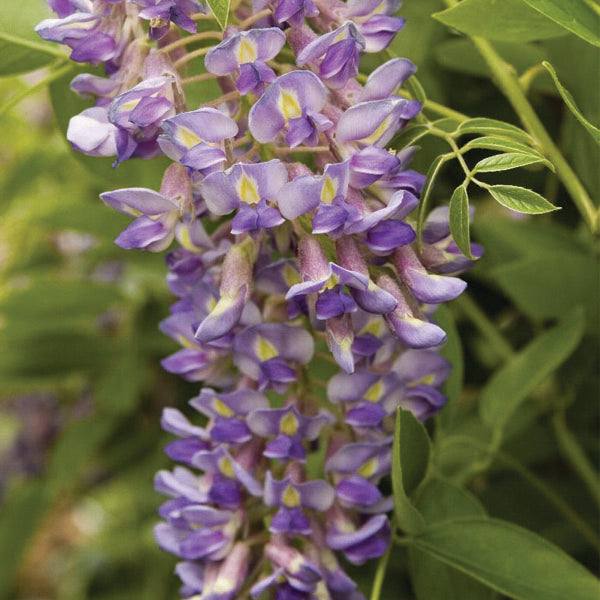 The Wisteria - Blue Moon - 5 gallon by Pickup & Local Delivery Only features clusters of purple blossoms with yellow and white accents, adding beauty and fragrance to arbors and pergolas with lush green foliage.